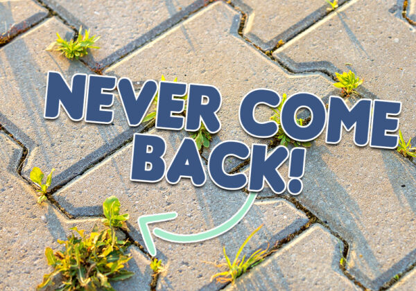 Remove Weeds In Block Paving (& Ensure They Don't Return!)
