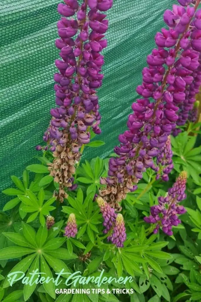 Lupin Spike That Is Dying Off From The Bottom