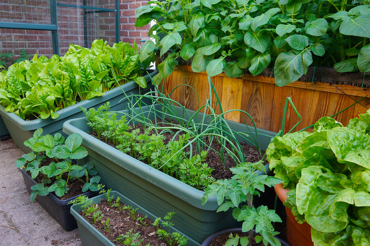 5 Veg You can grow in pots