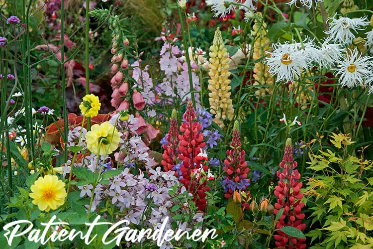 Lupins in a border