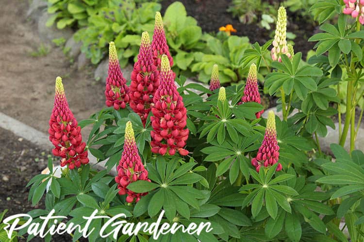 Lupins in bloom