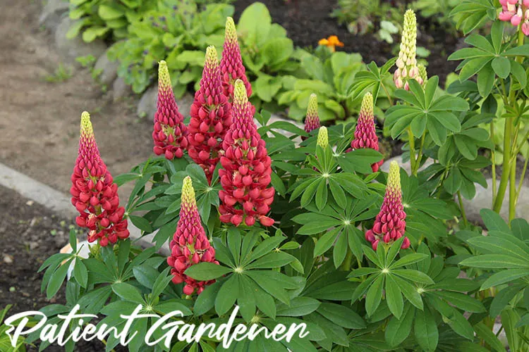 Lupins in bloom