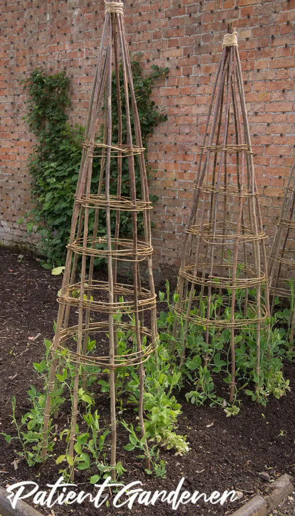 Sweet Peas Growing up a Hazel Wigwam