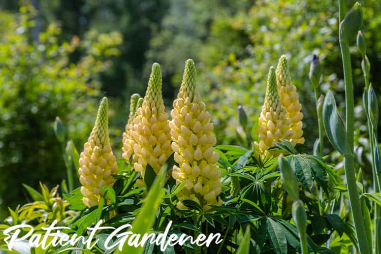 Yellow lupins