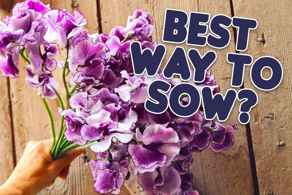 best way to sow sweet peas