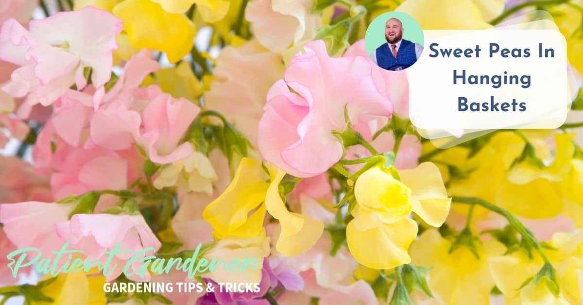 Growing sweet peas in hanging basket