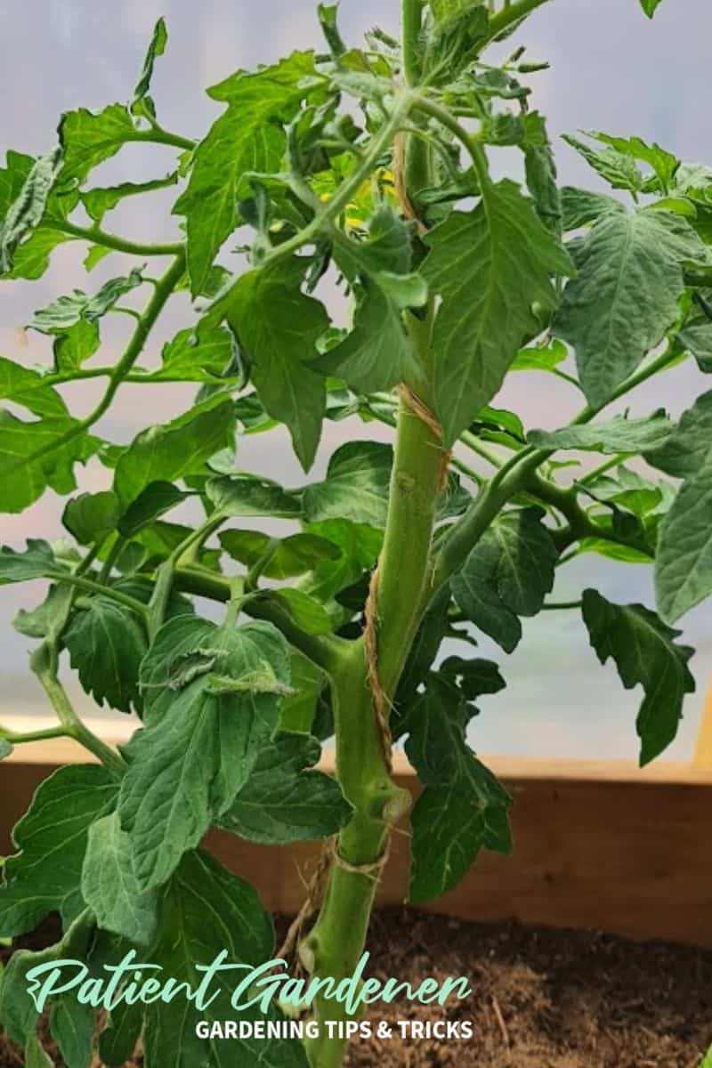 How to string grow tomatoes in a greenhouse Patient Gardener