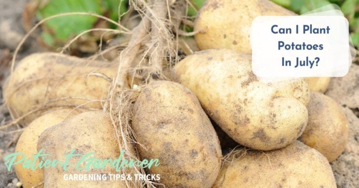 Can I Plant Potatoes In July