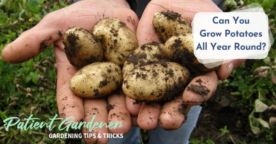 Can You Grow Potatoes All Year Round? Patient Gardener