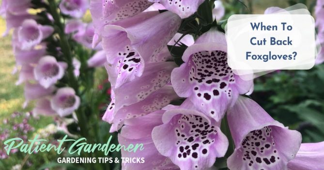 How to Start Begonia Tubers (Step by Step Guide)