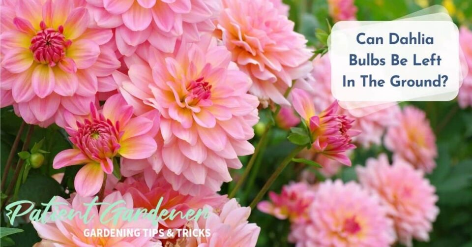 When To Dig Up Dahlia Bulbs? Patient Gardener