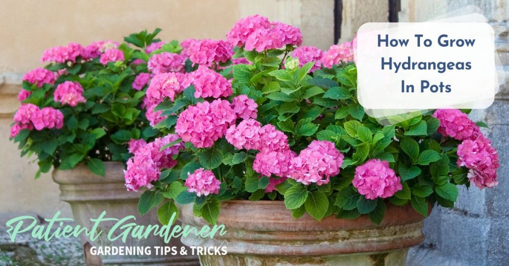 The Patient Gardener | Gardening Tips Tricks & Advice