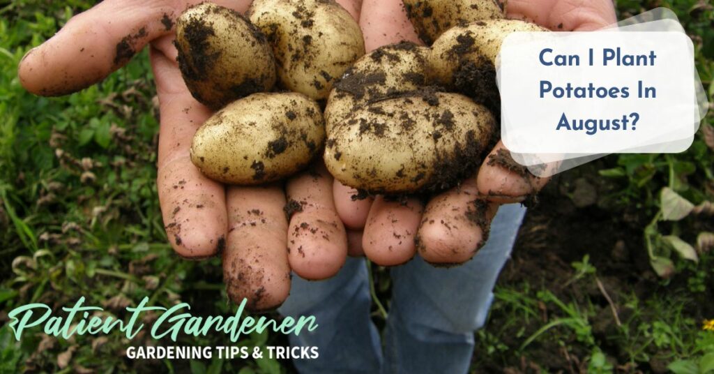 Can I Plant Potatoes In August Patient Gardener
