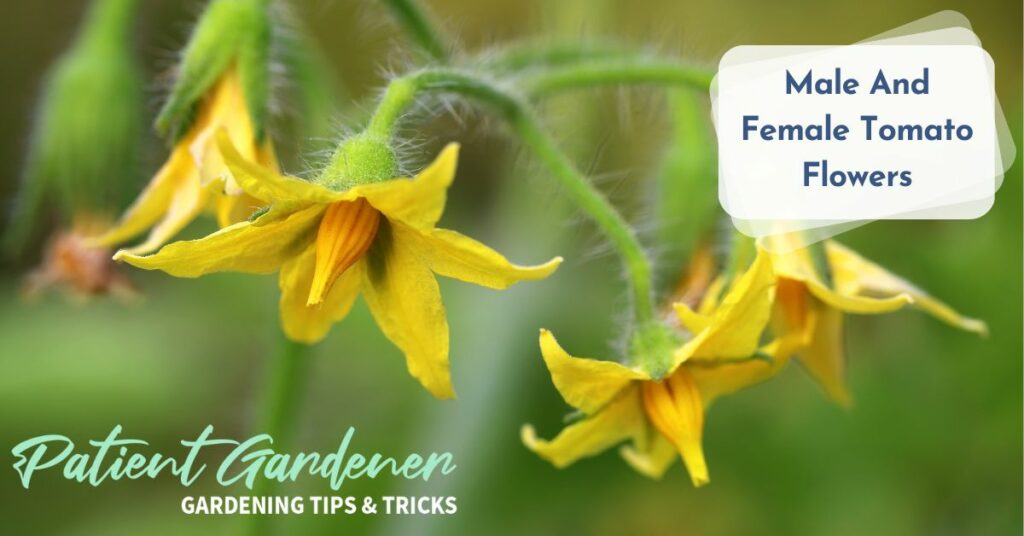 How To Properly Prune Tomatoes Patient Gardener