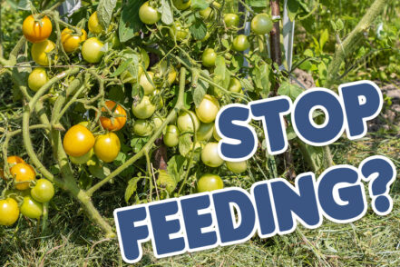 Feeding Tomatoes - My Complete Guide - Patient Gardener