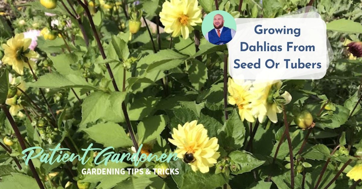 Growing Dahlias From Seed Or Tubers