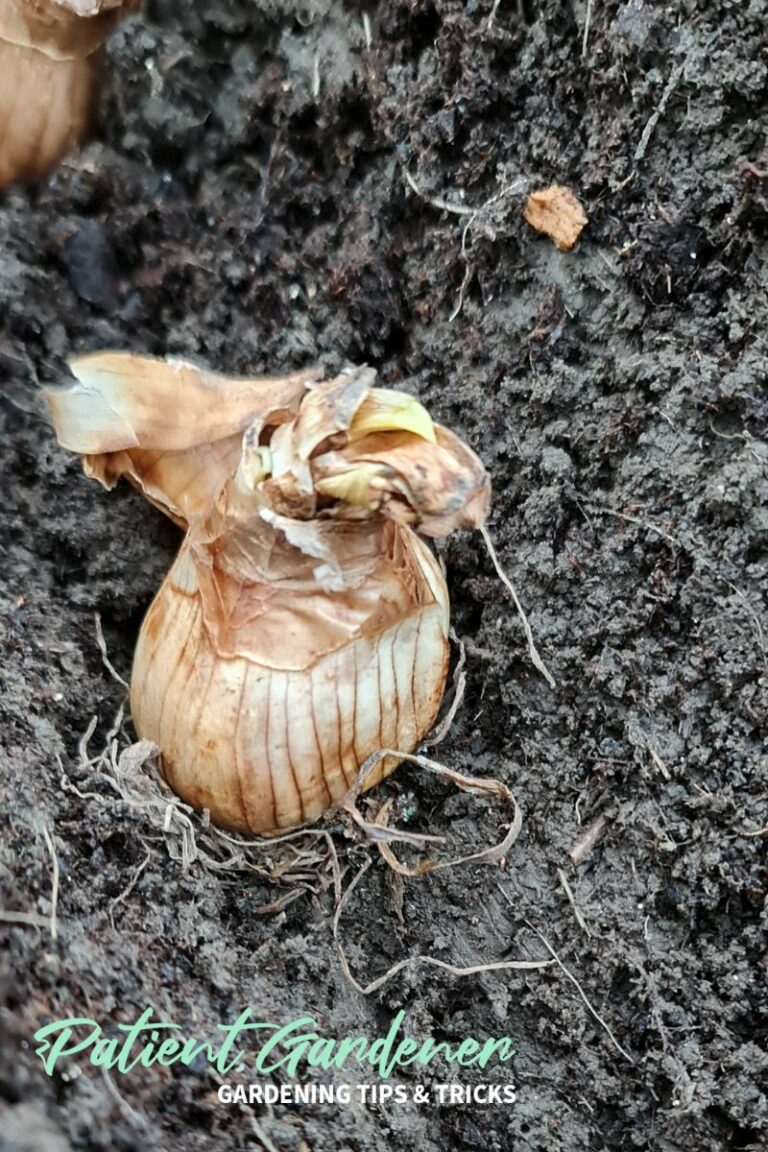 Is It Too Late To Plant Daffodils? Patient Gardener