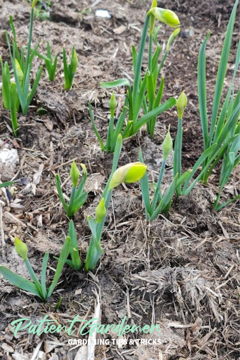 Is It Too Late To Plant Daffodils? Patient Gardener
