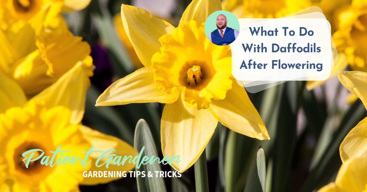What To Do With Daffodils After Flowering