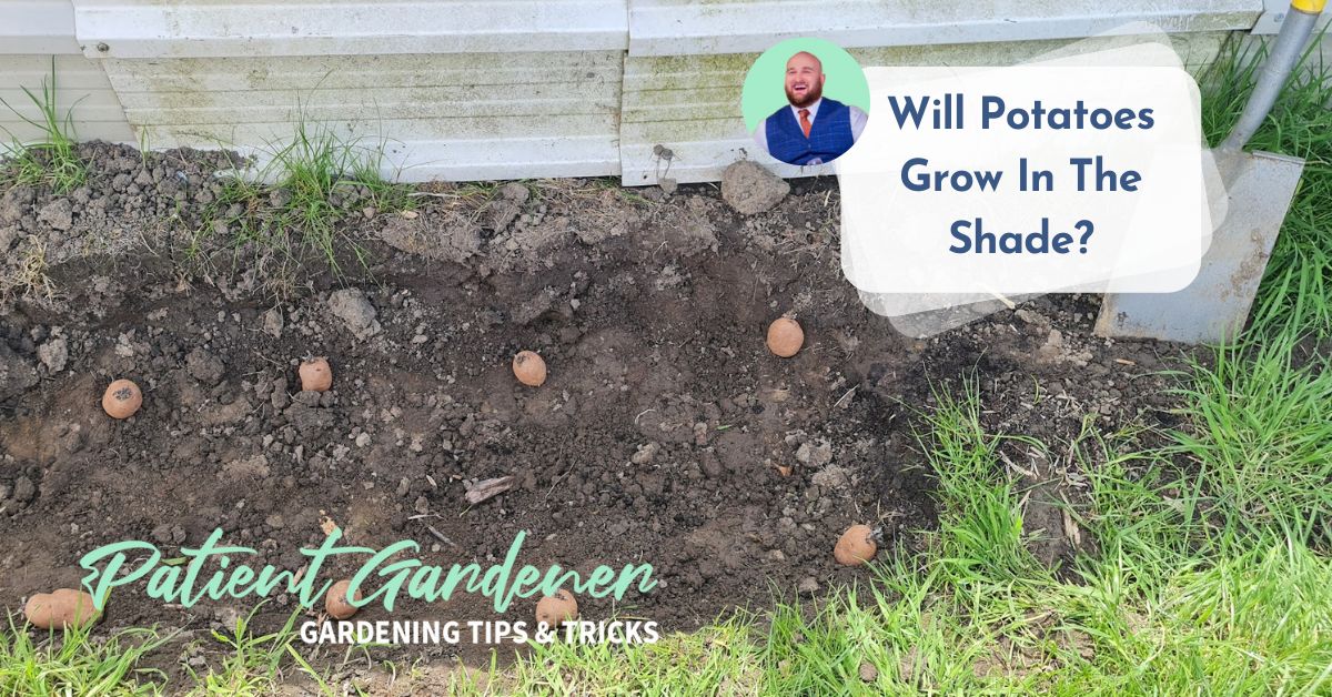 Will Potatoes Grow In The Shade