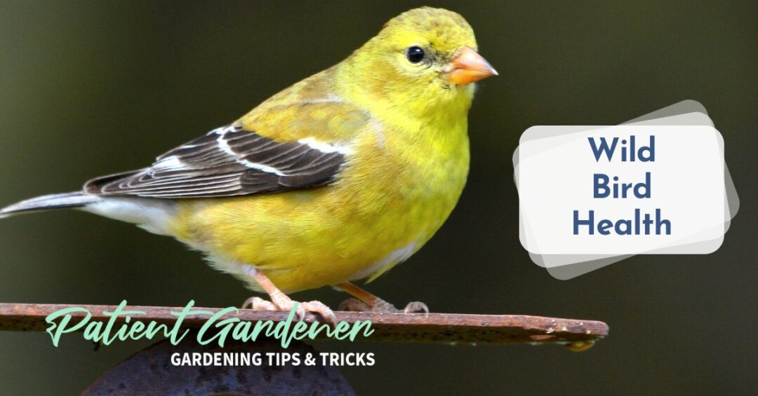 How To Take Softwood Summer Blueberry Cuttings Patient Gardener how-to-take-softwood-summer-blueberry-cuttings-patient-gardener