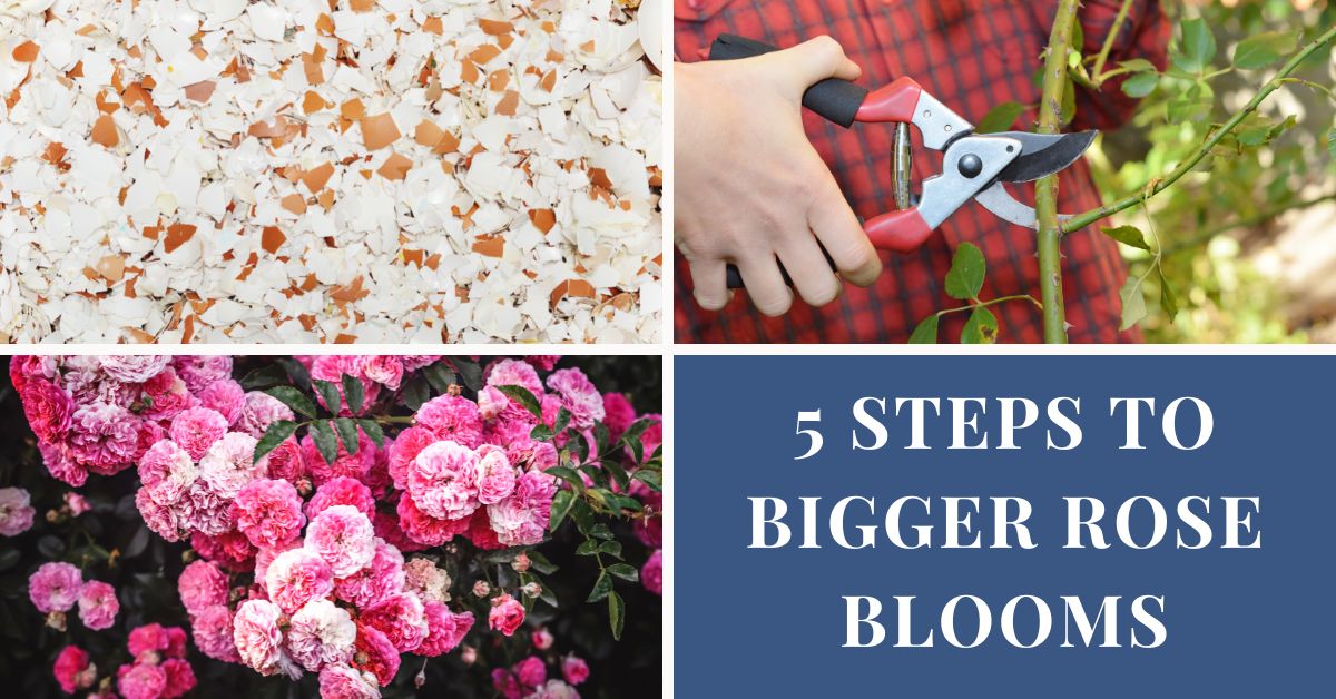 5 Steps To Bigger Rose Blooms