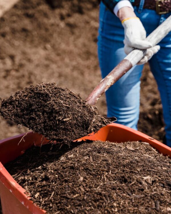 How To Plant Onion Sets In The Spring Patient Gardener How to plant onion sets in the spring patient gardener