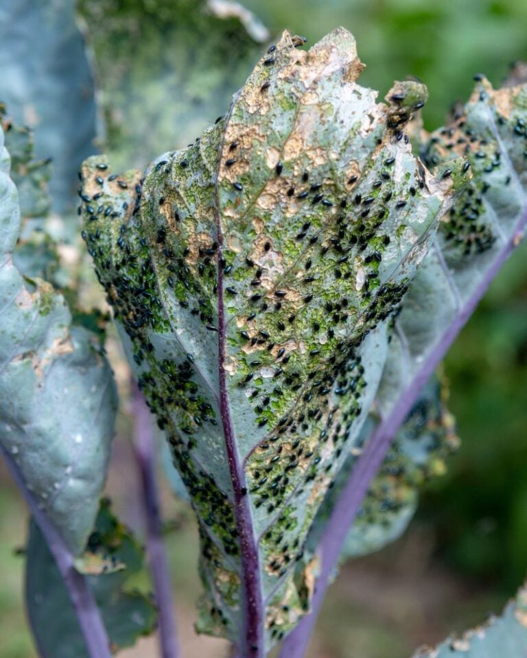 Common Brassica Problems & How To Fix Them! - Patient Gardener
