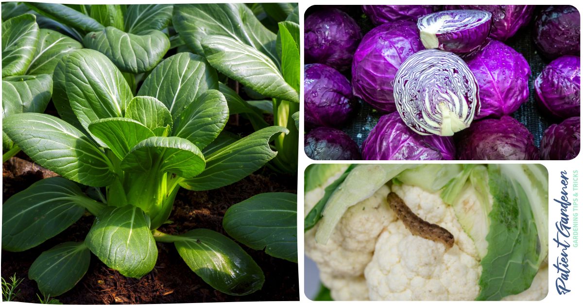 Common Brassica Problems & How To Fix Them