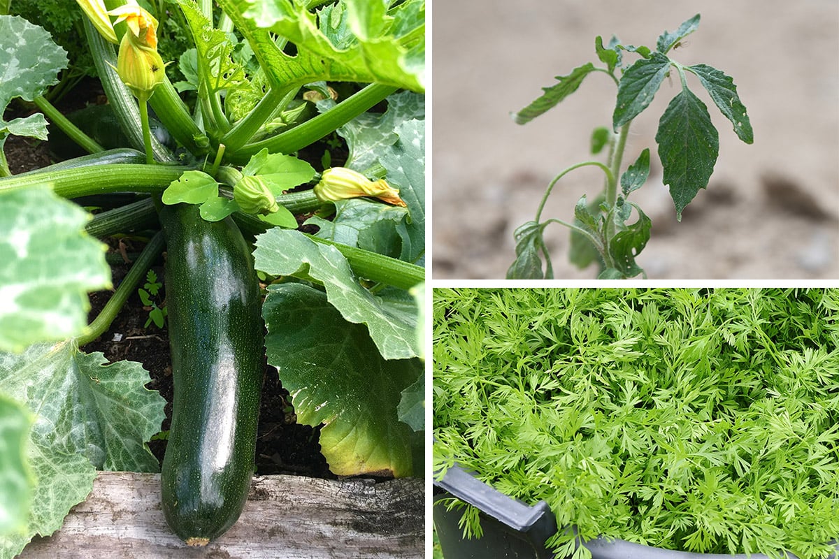 10 Common Veg growing mistakes to avoid