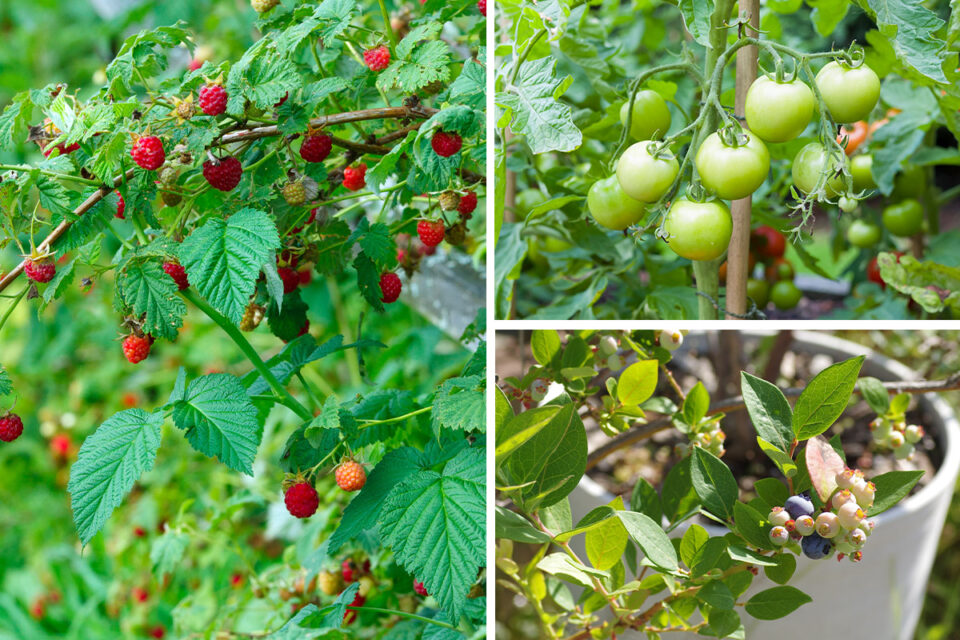 The Ultimate Fence Paint Colour Chart Patient Gardener