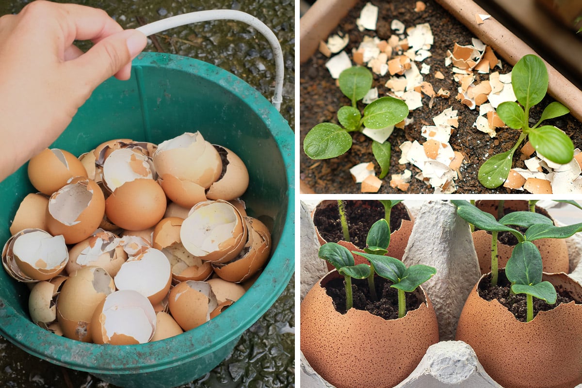 5 great uses for eggshells