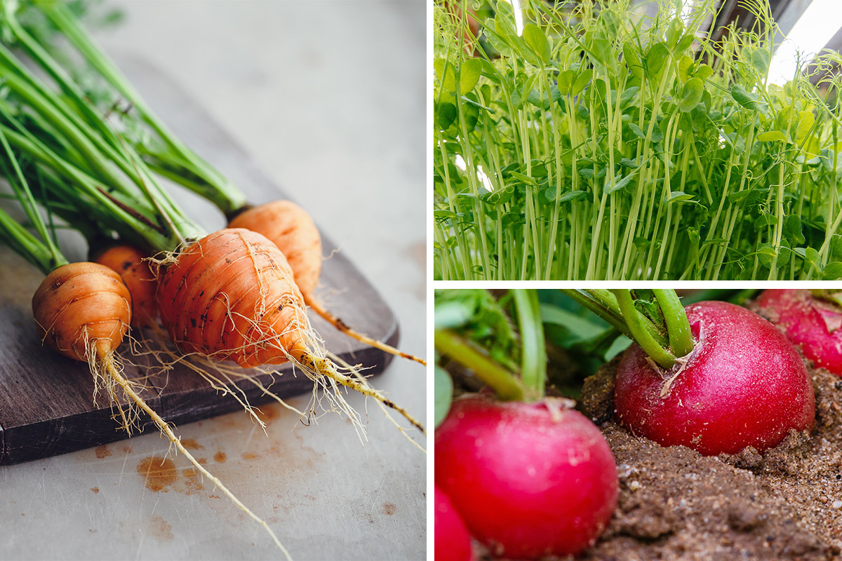 6 quick maturing crops