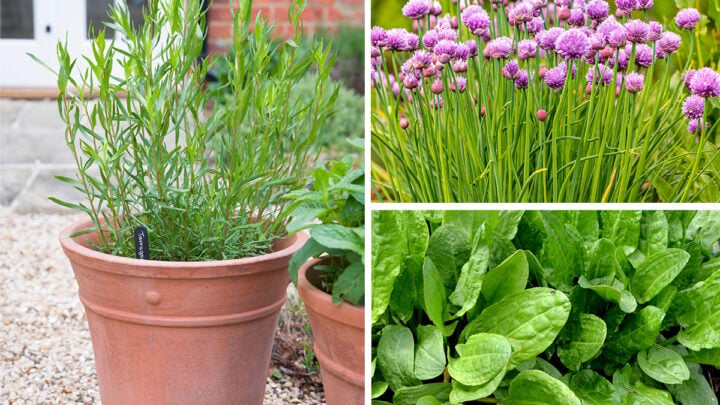 Amazing Shade Loving Herbs Images