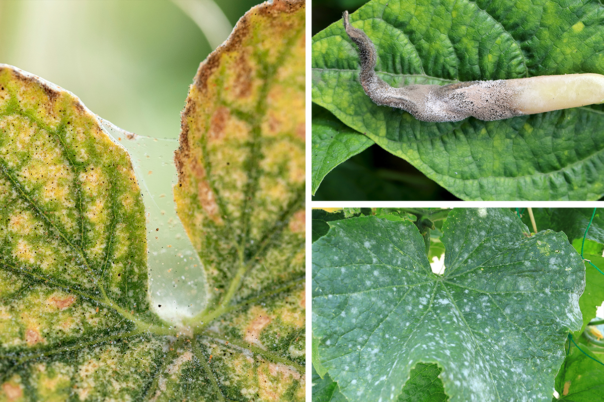 Common Cucumber Problems