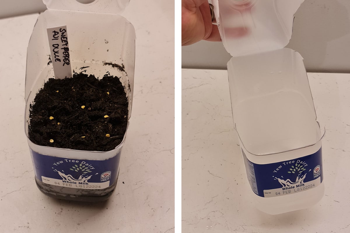 Milk Bottle Propagator