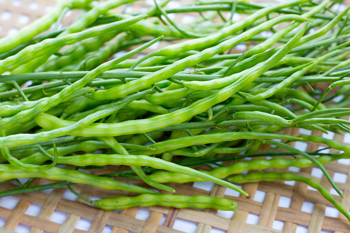 Radish Seed Pods