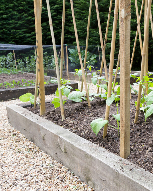 10 Great Veg To Grow In Raised Beds Patient Gardener