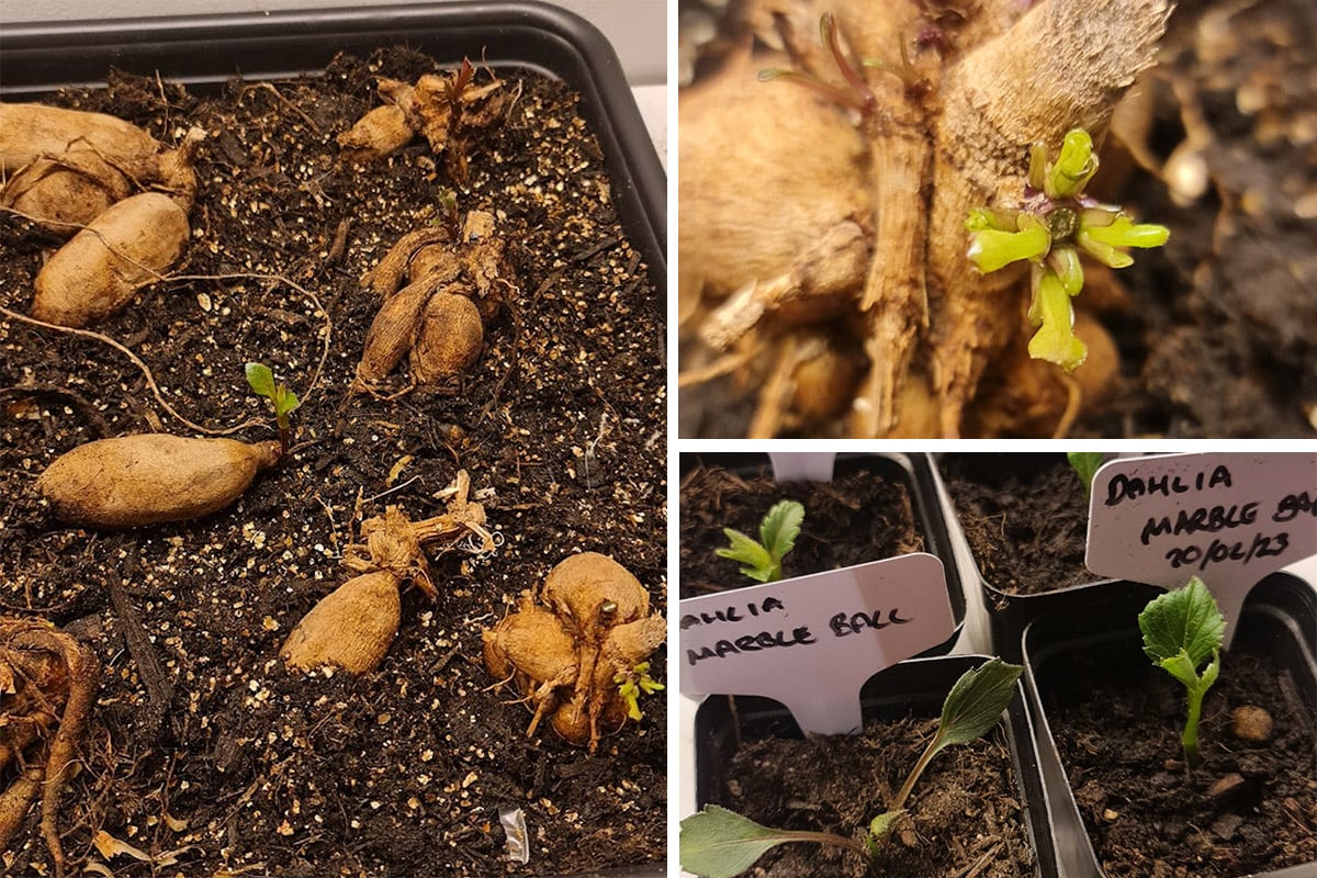 Take Dahlia Cuttings