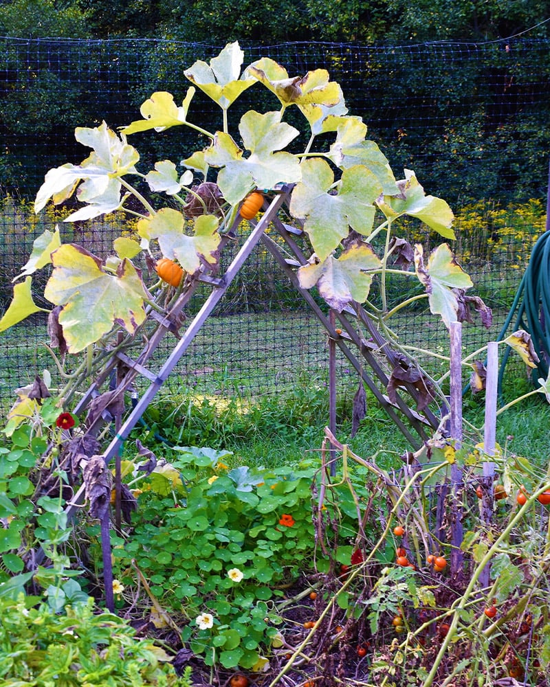 Grow Your Squash Vertically For Huge Harvests in a Small Space ...