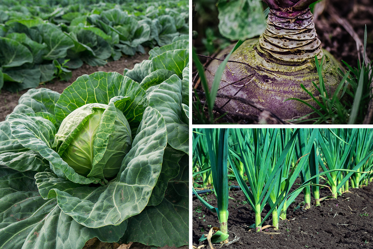 Veg That Will Grow In The Shade