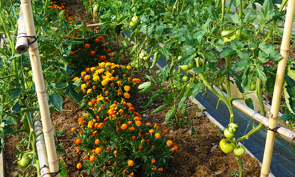 Why Grow Marigolds With Tomatoes