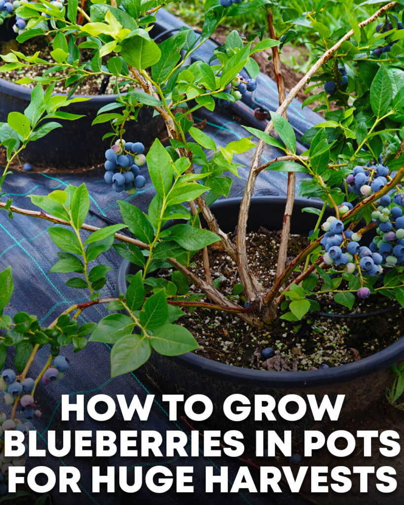blueberries in pots