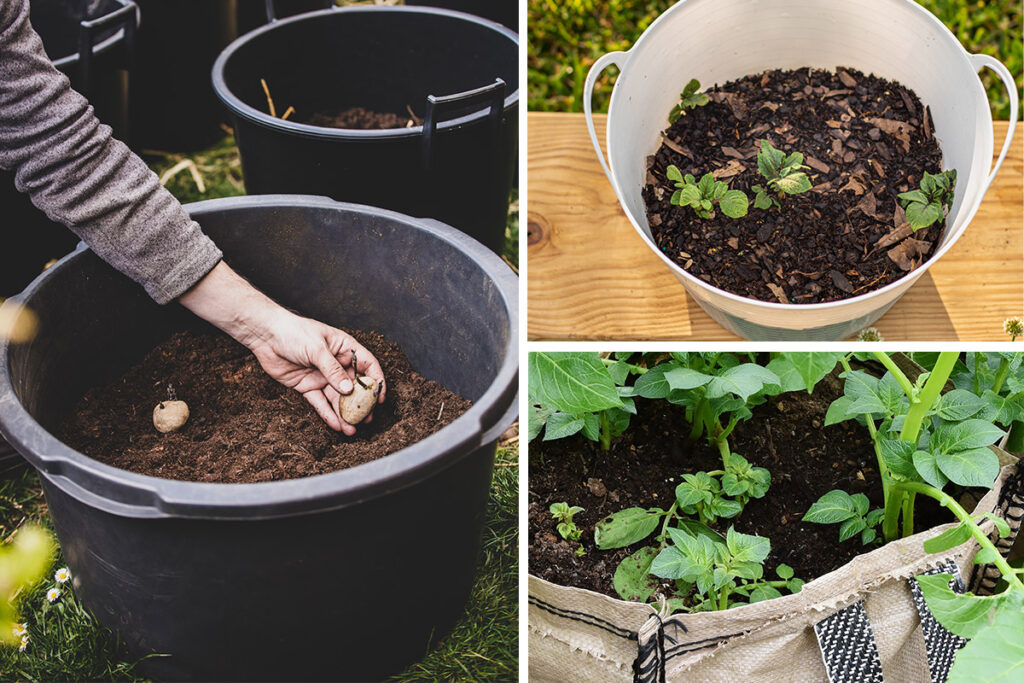 How To Grow Heaps of Potatoes in a Small Space - Patient Gardener