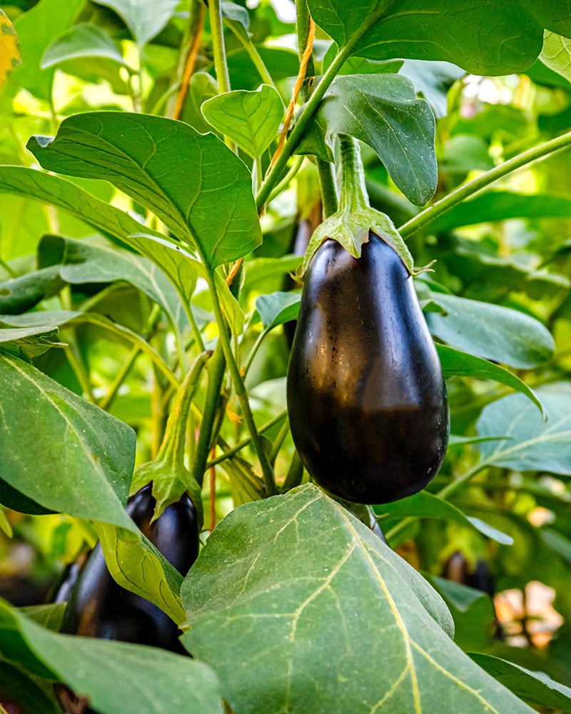 Aubergines