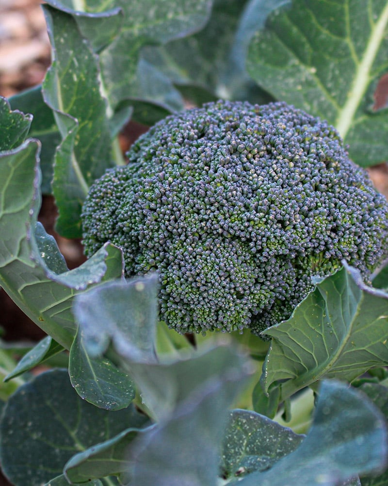 Broccoli