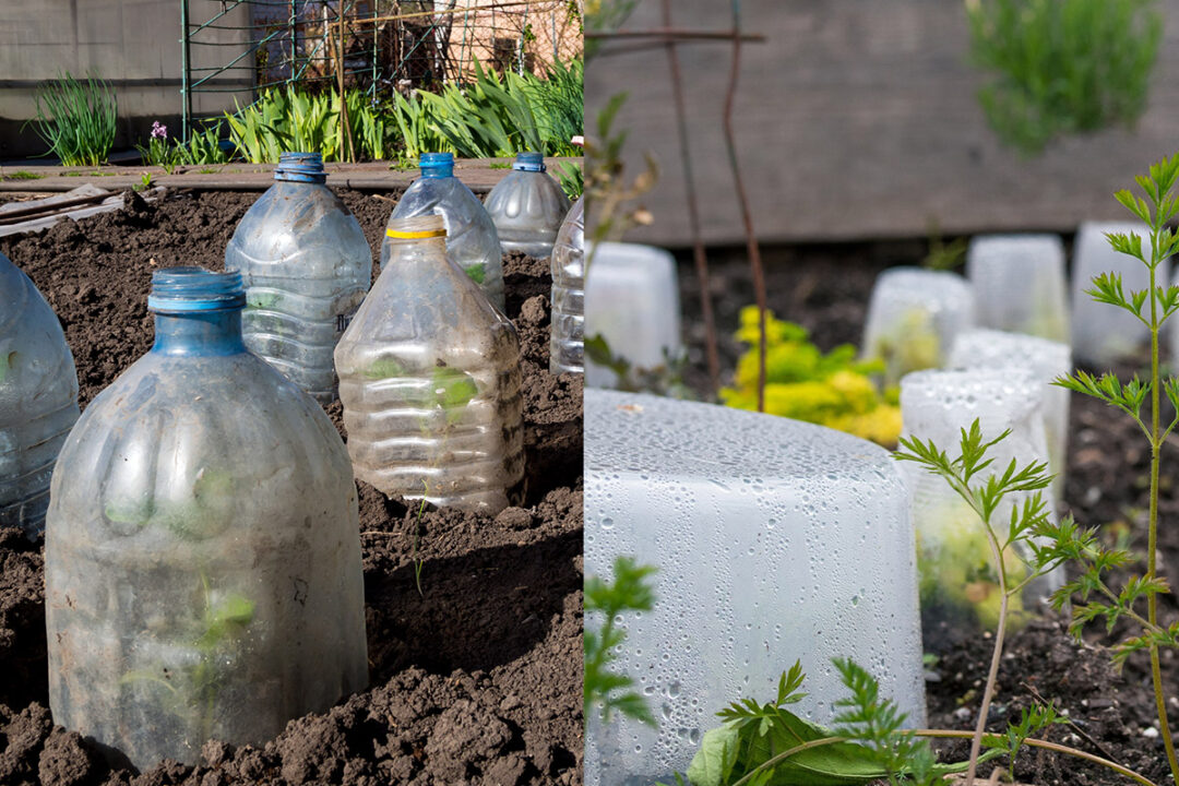 How To Protect Your Plants From A Sudden Frost - Patient Gardener
