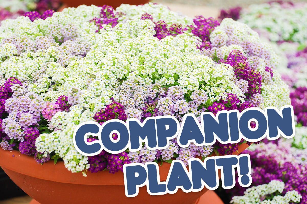 Alyssum as a companion plant