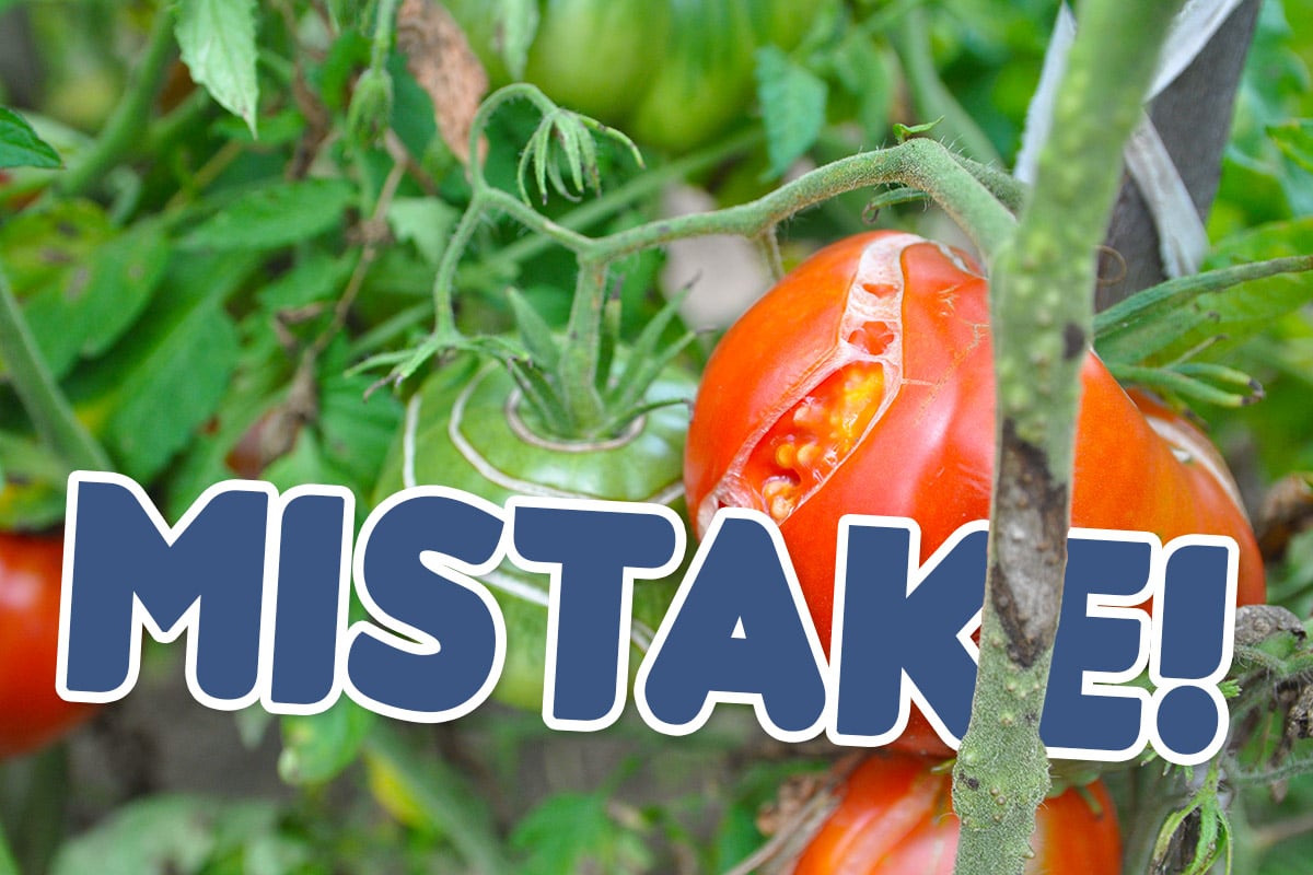 Avoid These Common Tomato Mistakes