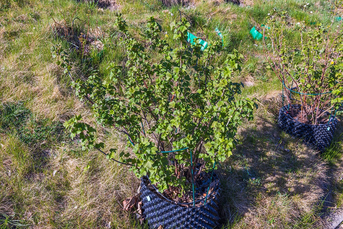 Blackcurrant plants in an air pruner pot
